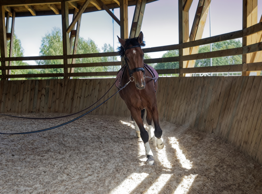 Haras Dobtree Les Ecuries De Saint Augustin Equitation La Crau Dressage Chevaux